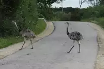Zwei Nandus �berqueren eine Stra�e bei Thandorf; 23.08.2014