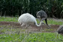 Ein wei�es Nandu auf einem Feld bei Utecht, 25.08.2014