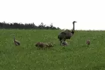 Ein Nandu-Hahn mit sieben K�ken auf einer Wiese bei Utecht; 25.08.2014