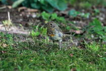 Ein junges Rotkehlchen in unserem Garten. Es ist sehr frech, dafr ab zutraulich - wie der Vati;-) Ich freue mich sehr ber diesem Bruterfolg im Garten!!! Trotz der vielen verwilderten Katzen setzt es sich durch! Ratzeburg; 02.09.2014
