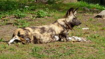 Afrikanischer Wildhund (Lycaon pictus). Der wissenschaftliche Name bedeutet  bunter Wolf . Die Wildhunde jagen im Rudel. Foto:Zoologischer Garten Berlin im September 2014