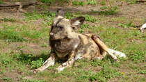 Afrikanischer Wildhund (Lycaon pictus). Der wissenschaftliche Name bedeutet  bunter Wolf . Die Wildhunde jagen im Rudel. Hetzjagden ber 3 bis zu 5km sind keine Seltenheit. Foto:Zoologischer Garten Berlin im September 2014