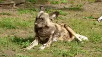 Afrikanischer Wildhund (Lycaon pictus). Der wissenschaftliche Name bedeutet  bunter Wolf . Die Wildhunde jagen im Rudel. Hetzjagden �ber 3 bis zu 5km sind keine Seltenheit. Foto:Zoologischer Garten Berlin im September 2014