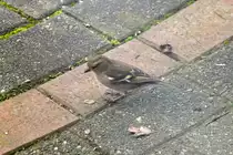 Gr�nfinkenweibchen im Garten (RHEINE, Kreis Steinfurt/Deutschland, 31.03.2014) -- Dank an Andr� Breutel aus Elbingerode f�r den Hinweis