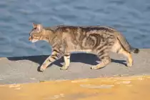 Hauskatze in Praia da Rocha (PORTIM�O, Distrikt Faro/Portugal, 29.04.2014)