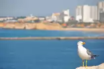 Silberm�we vor der Kulisse von Praia da Rocha (PORTIM�O, Distrikt Faro/Portugal, 06.05.2014)