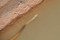 Wasserschlange in einer Levada, einem knstlich angelegten Wasserlauf (SILVES, Distrikt Faro/Portugal, 06.05.2014)