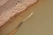 Wasserschlange in einer Levada, einem k�nstlich angelegten Wasserlauf (SILVES, Distrikt Faro/Portugal, 06.05.2014)