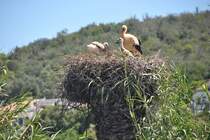 Storch mit zwei Jungtieren (SILVES, Distrikt Faro/Portugal, 08.05.2014)