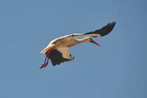 Storch beim Abflug (SILVES, Distrikt Faro/Portugal, 08.05.2014)