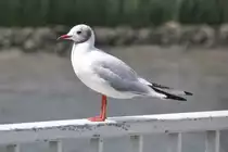 Lachmöwe auf der Reling einer Elbfähre (HAMBURG/Deutschland, 02.08.2014)