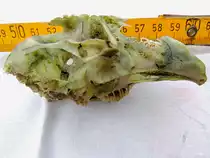 Skelettsch�del geh�rt zu welchem Vogel/Tier? Interessant die 2x6Reihen Z�hne (welche leider schon ausgefallen sind; Wer kann diesbez�glich Hinweise geben; besten Dank im Voraus;140913