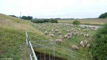 Schafherde an der Lippe bei Dorsten (August 2013)