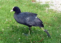 Blsshuhn am Mnchweiher beim Schloss Brhl - 26.07.2014