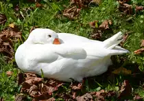 Dösende Gans im Wickrather Schlosspark - 21.08.2014