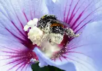 Hummel voll Bl�tenstaub in einer Bl�te - 28.07.2014