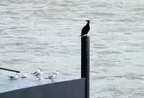 Kormoran thront als Pfahlsitzer �ber einer Horde M�wen am Rhein in Bonn - 07.08.2014