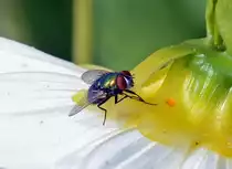 Schmei�fliege auf einer Bl�te - 28.07.2014