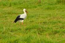 Dieser Vertreter der Weisstorchfamilie hat sein Domiziel in Waat, einem Orsteil der Gemeide Jchen am Niederrhein aufgeschlagen. Er ist dort zum Straenlaterenbesetzer geworden. Hier ist er gerade dabei sein Abendbrot auf einer Pferdekoppel zu suchen.
Zum Schlafen hat er sich besagte Straenlaterne ausgesucht. 15.9.2014