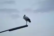 Hier ist der Storch aus Waat nun auf seinen  Hochsitz  der Stra�enbogenlampe und macht sich fertig f�r die Nacht. 15.9.2014