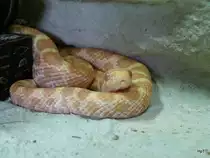 Junge Kornnatter kurz vor der F�tterung am 08.06.2008