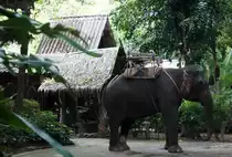 Ein Elefant zu touristischen Reitzwecken in der N�he des River Kwais in Thailand am 17. August 2014.