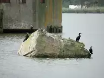 Vor der Hubbr�cke Karnin, das technische Baudenkmal der Eisenbahnhubbr�cke Karnin befinden sich am 13. September 2014 schwarze Komerane. 
Da im Unterschied zu den meisten anderen Wasserv�geln das Gefieder des Kormorans nicht Wasser abweisend ist, spannen die schwarzen Komerane ihre  Fl�gel regelm��ig zum Trocknen auch auf. 


