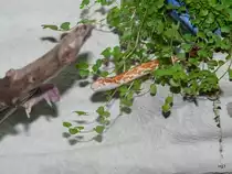 Junge Kornnatter bei der F�tterung am 05.04.2008