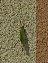 . Das Mnnchen der Art Grnes Heupferd (Tettigonia viridissima), als Fassadenkletterer unterwegs. 02.10.2014 (Hans)