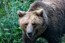 Da gucken die Zweibeiner am Zaun, scheint der B�r zu denken. - 15.09.2014