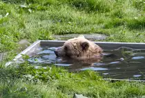Badender B�r im B�renwald M�ritz. - 15.09.2014