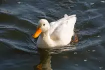 Stockenten Hybrid auf der M�ritz. - 19.09.2014