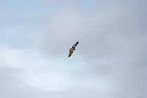 Zeichnung auf den Fl�gel eines Fischadlers. - 22.09.2014