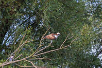 Ein Fischadler beobachtet die Wasseroberflche der Uecker. 22.09.2014