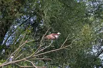 Ein Fischadler beobachtet die Wasseroberfl�che der Uecker. 22.09.2014