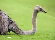 Siesta im Nieselregen... Strau� im August 2014.