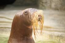 Walross in Hagenbecks Tierpark (HAMBURG/Deutschland, Mrz 1981) -- Foto eingescannt