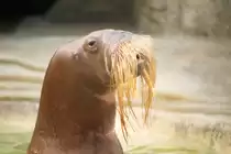 Walross in Hagenbecks Tierpark (HAMBURG/Deutschland, M�rz 1981) -- Foto eingescannt