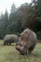 Breitmaulnashorn im Knuthenborg-Safaripark auf der dnischen Insel Lolland (MARIBO, Storstrms Amt/Dnemark, September 1983) -- Foto eingescannt