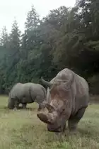 Breitmaulnashorn im Knuthenborg-Safaripark auf der d�nischen Insel Lolland (MARIBO, Storstr�ms Amt/D�nemark, September 1983) -- Foto eingescannt