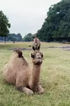 Dromedar im Knuthenborg-Safaripark auf der d�nischen Insel Lolland (MARIBO, Storstr�ms Amt/D�nemark, September 1983) -- Foto eingescannt