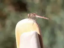 junges Weibchen der Blutroten Heidelibelle im Garten (OLDENBURG/Deutschland, 25.09.2006)