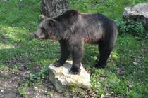 Braunbr im Wildpark (ALLENSBACH, Landkreis Konstanz/Deutschland, 29.09.2014)