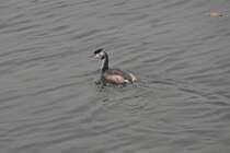 Haubentaucher auf dem Bodensee (KONSTANZ, Landkreis Konstanz/Deutschland, 30.09.2014)