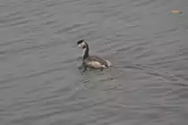 Haubentaucher auf dem Bodensee (KONSTANZ, Landkreis Konstanz/Deutschland, 30.09.2014)