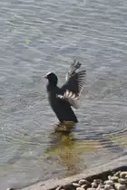 Bl�sshuhn am Bodensee beim Aufplustern (ALLENSBACH, Landkreis Konstanz/Deutschland, 02.10.2014)