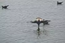 Lachm�we am Bodensee beim  K�pper  aus dem Stand (ALLENSBACH, Landkreis Konstanz/Deutschland, 02.10.2014) -- Dank an Matti Morelli f�r den Hinweis