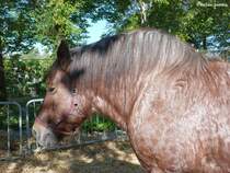 Essen, Grugapark - Kaltblut / Arbeitspferd bei  Essen erntet  (Oktober 2014)