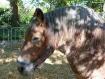 Essen, Grugapark - Kaltblut / Arbeitspferd bei  Essen erntet  (Oktober 2014)