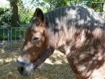 Essen, Grugapark - Kaltblut / Arbeitspferd bei  Essen erntet  (Oktober 2014)